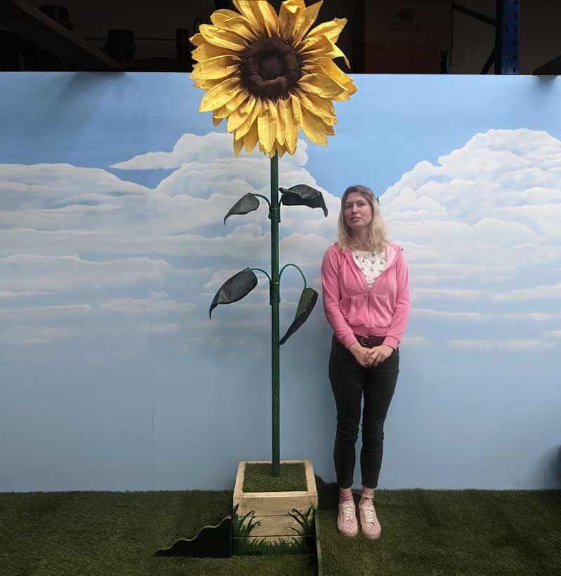 Giant Sunflower in White Planter 2